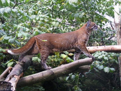 Asiatic golden cat