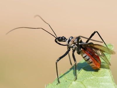Assassin Bug