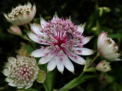 Astrantia