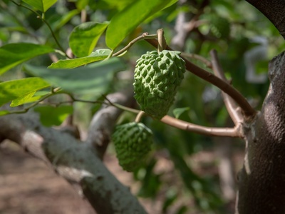 Atemoya
