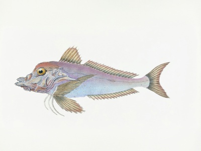 Atlantic Goliath Catfish