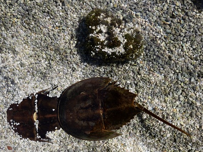 Atlantic horseshoe crab