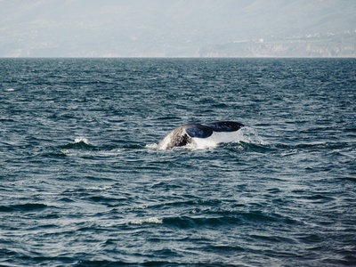 Atlantic Humpback Dolphin