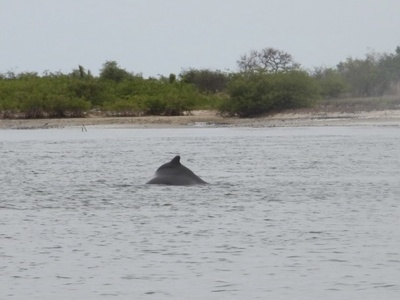 Atlantic Humpback Dolphin