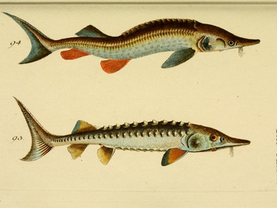 Atlantic Sturgeon