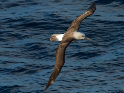 Atlantic Yellow-nosed Albatross