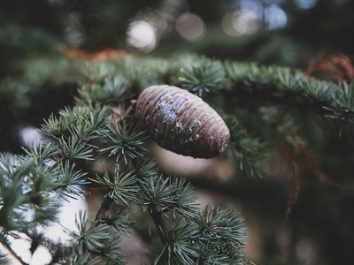 Atlas Cedar