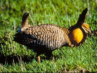 Attwater's Prairie-Chicken