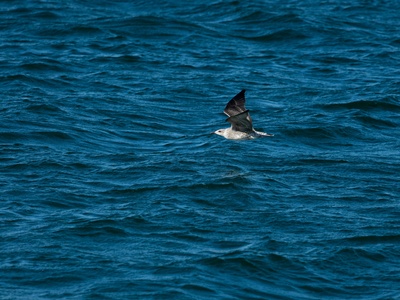 Audouin's gull