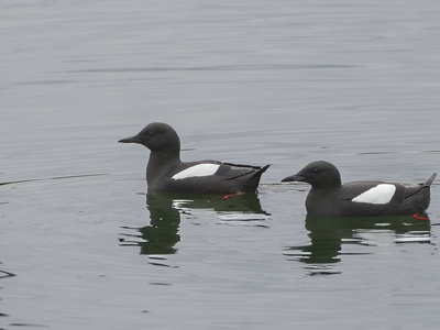 Auk (common group)
