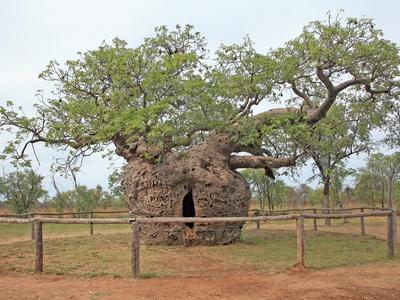 Australian Boab