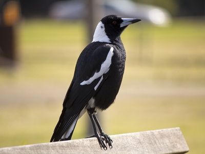 Australian magpie