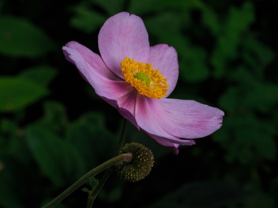 Autumn anemone