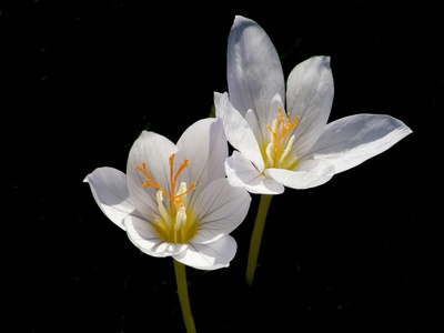 Autumn crocus