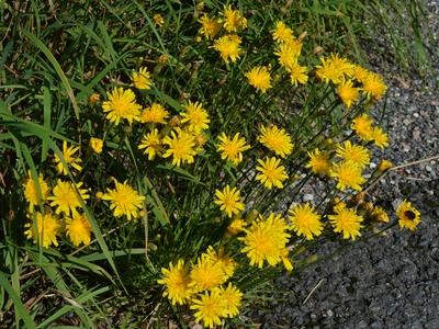 Autumn hawkbit