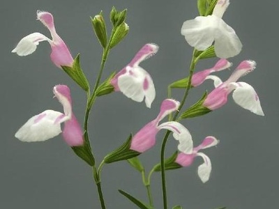 Autumn sage