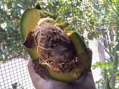 Avocado