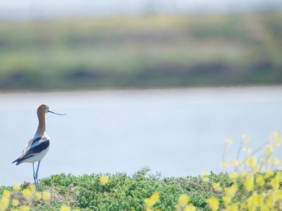 Avocet