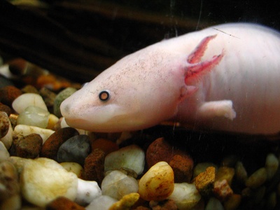 Axolotl