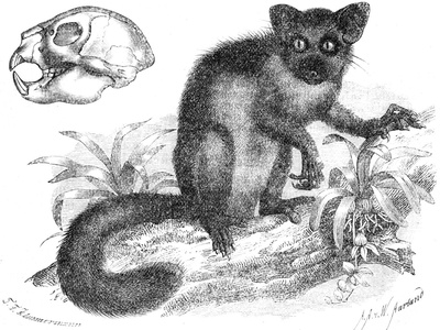 Aye-aye
