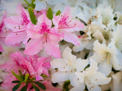 Azalea