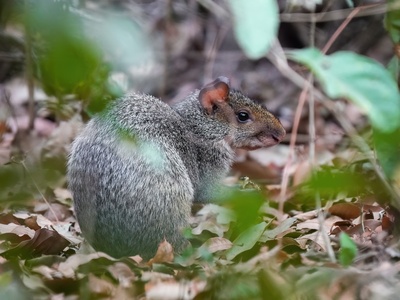 Azara's Agouti
