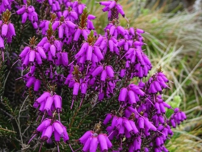 Azores heather