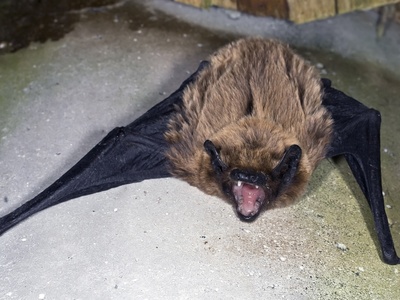 Azores Noctule