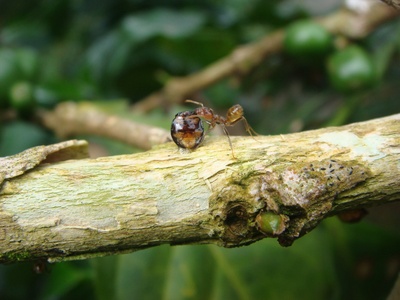 Azteca Ant