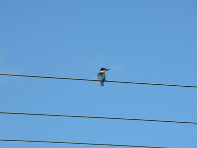 Azure kingfisher