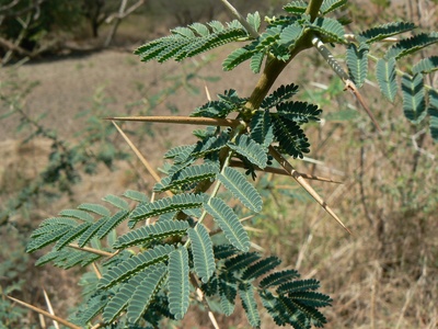 Babul (Egyptian thorn)