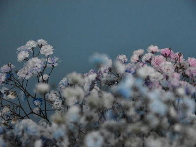 Baby's-breath