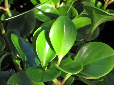 Baby Rubber Plant