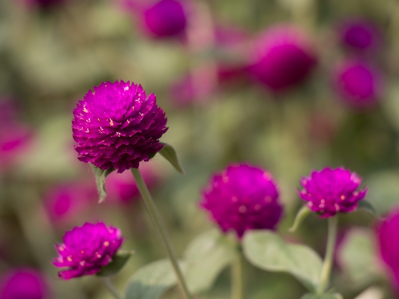The Complete List of Flowers That Start With B - Flora Fauna Fun
