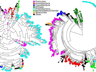 Bacteroidetes