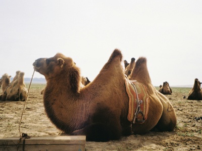 Bactrian camel