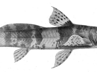 Bagre-Sapo