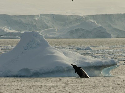 Baird's beaked whale