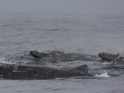 Baird's Beaked Whale