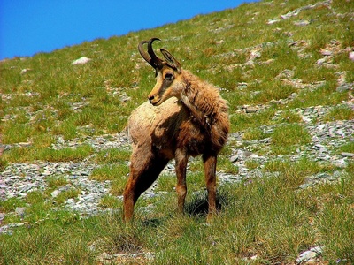 Balkan Chamois
