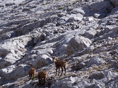 Balkan Chamois