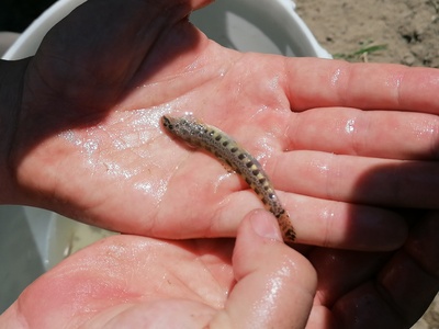 Balkan Golden Loach