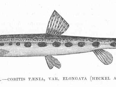 Balkan Loach