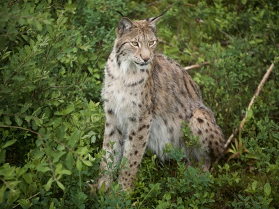Balkan Lynx