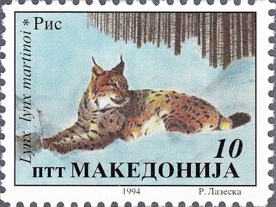 Balkan Lynx