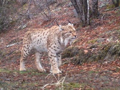 Balkan Lynx