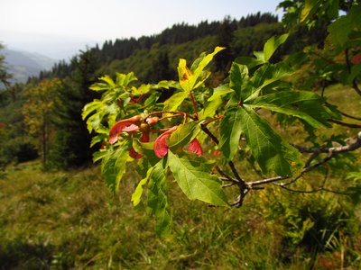 Balkan Maple