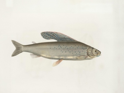 Balkhash Marinka (Balkhash trout)