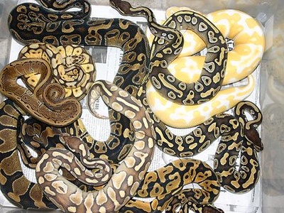 Ball Python