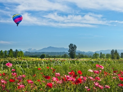Balloon flower